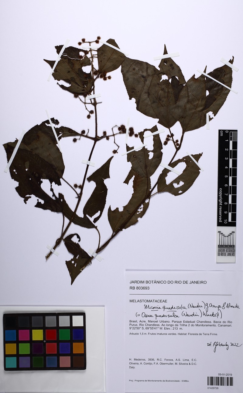 Miconia quadrisulca photo 5