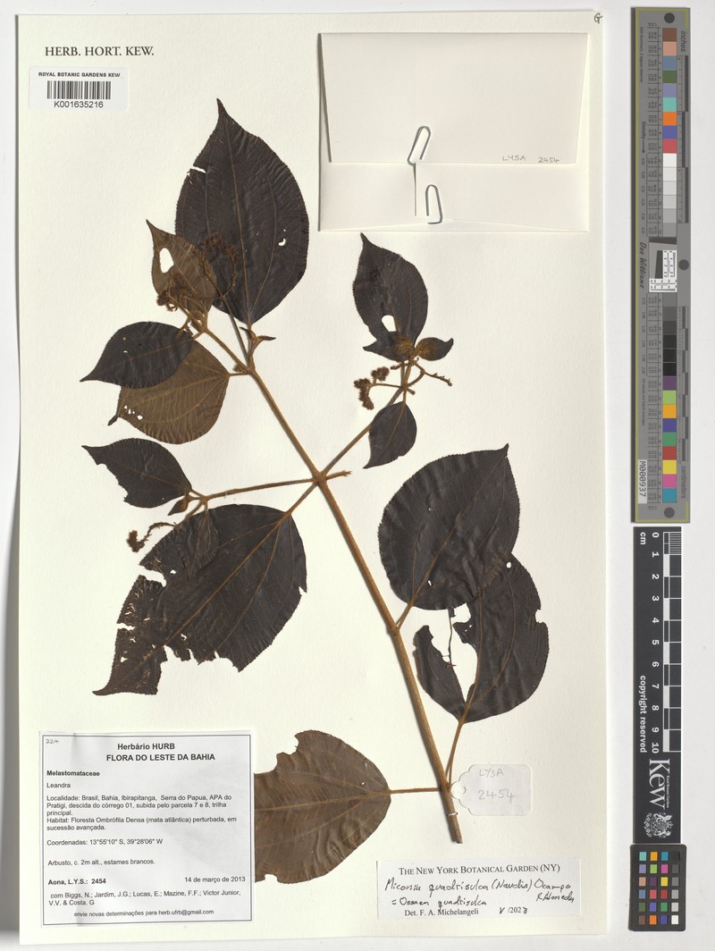 Miconia quadrisulca photo 6