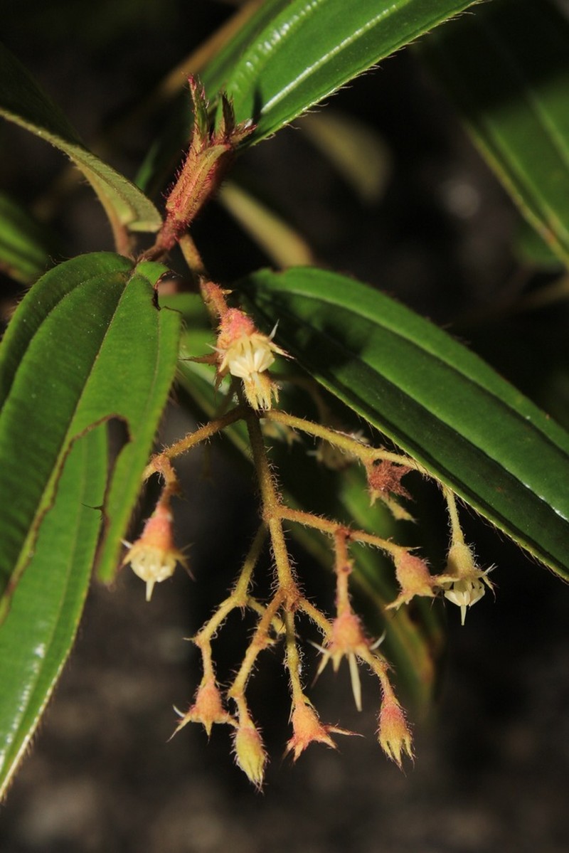 Miconia quartzicola