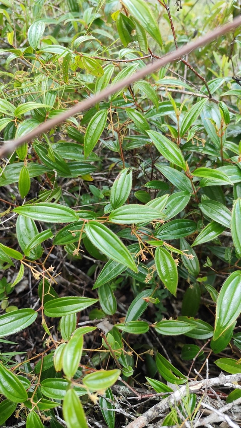 Miconia quartzicola photo 2