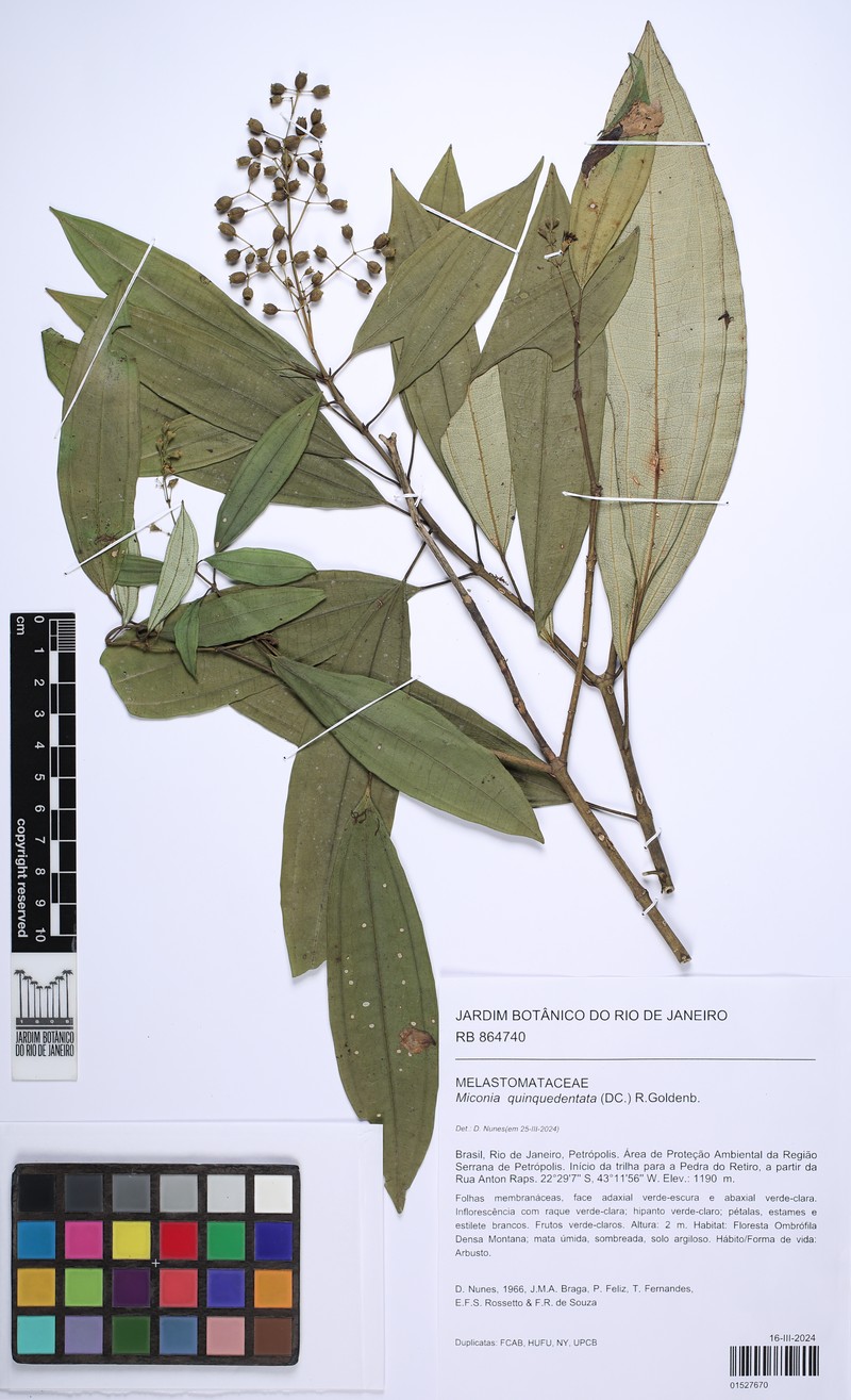 Miconia quinquedentata