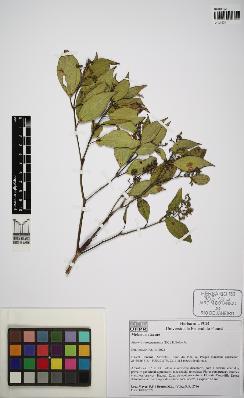 Miconia quinquedentata photo 2