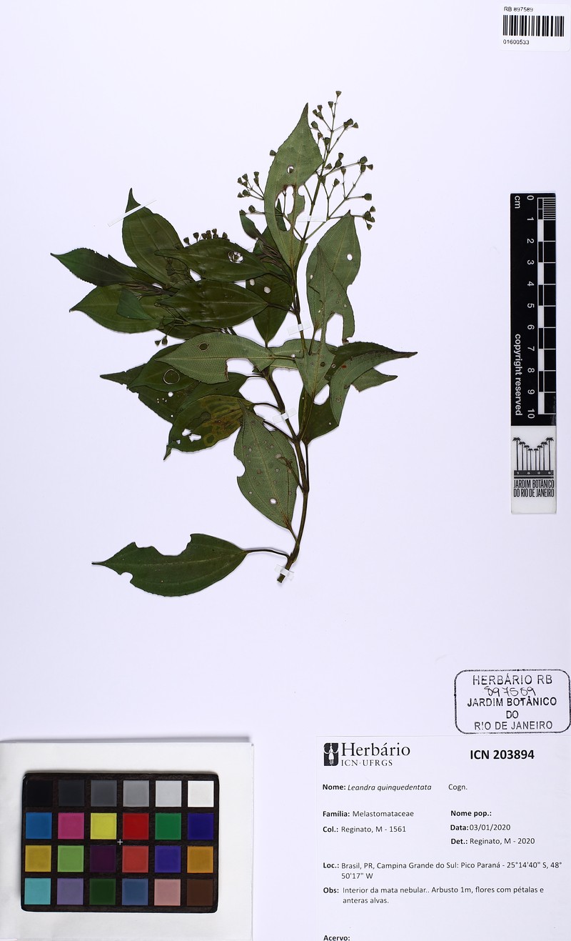 Miconia quinquedentata photo 3