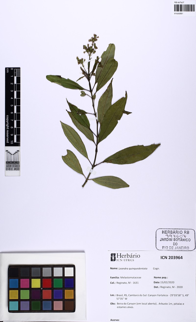 Miconia quinquedentata photo 4