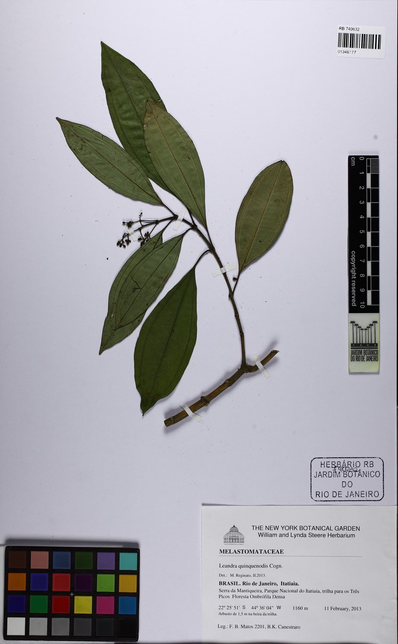 Miconia quinquenodis