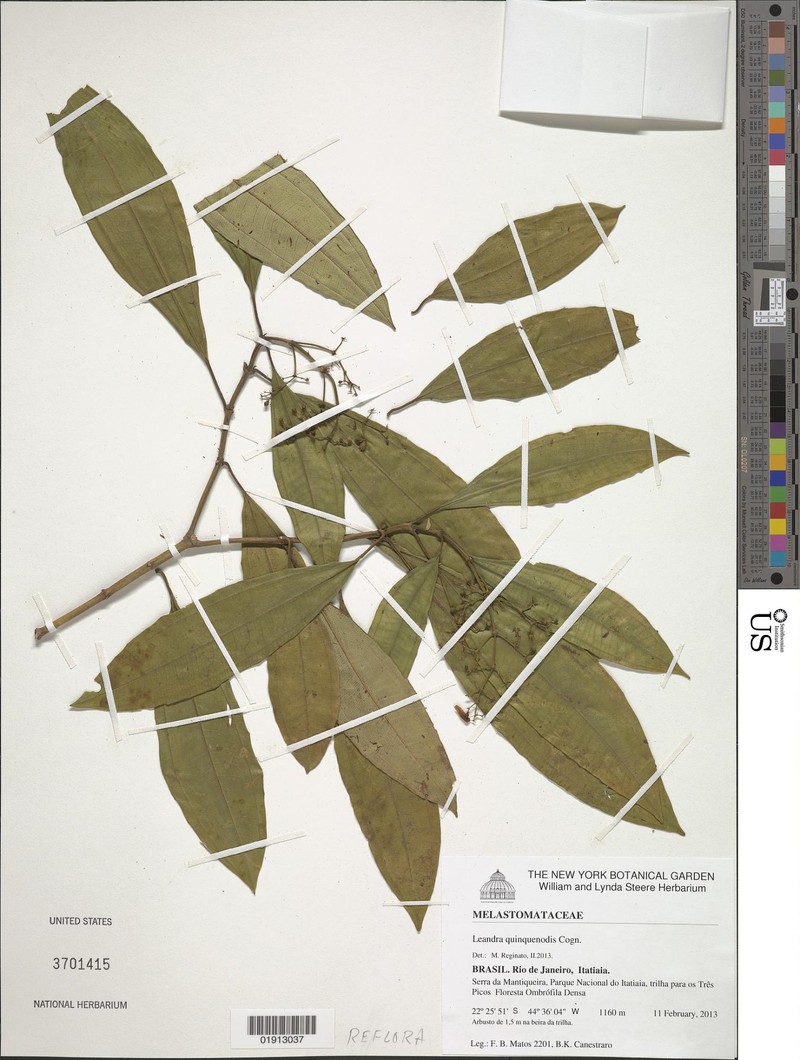 Miconia quinquenodis photo 2