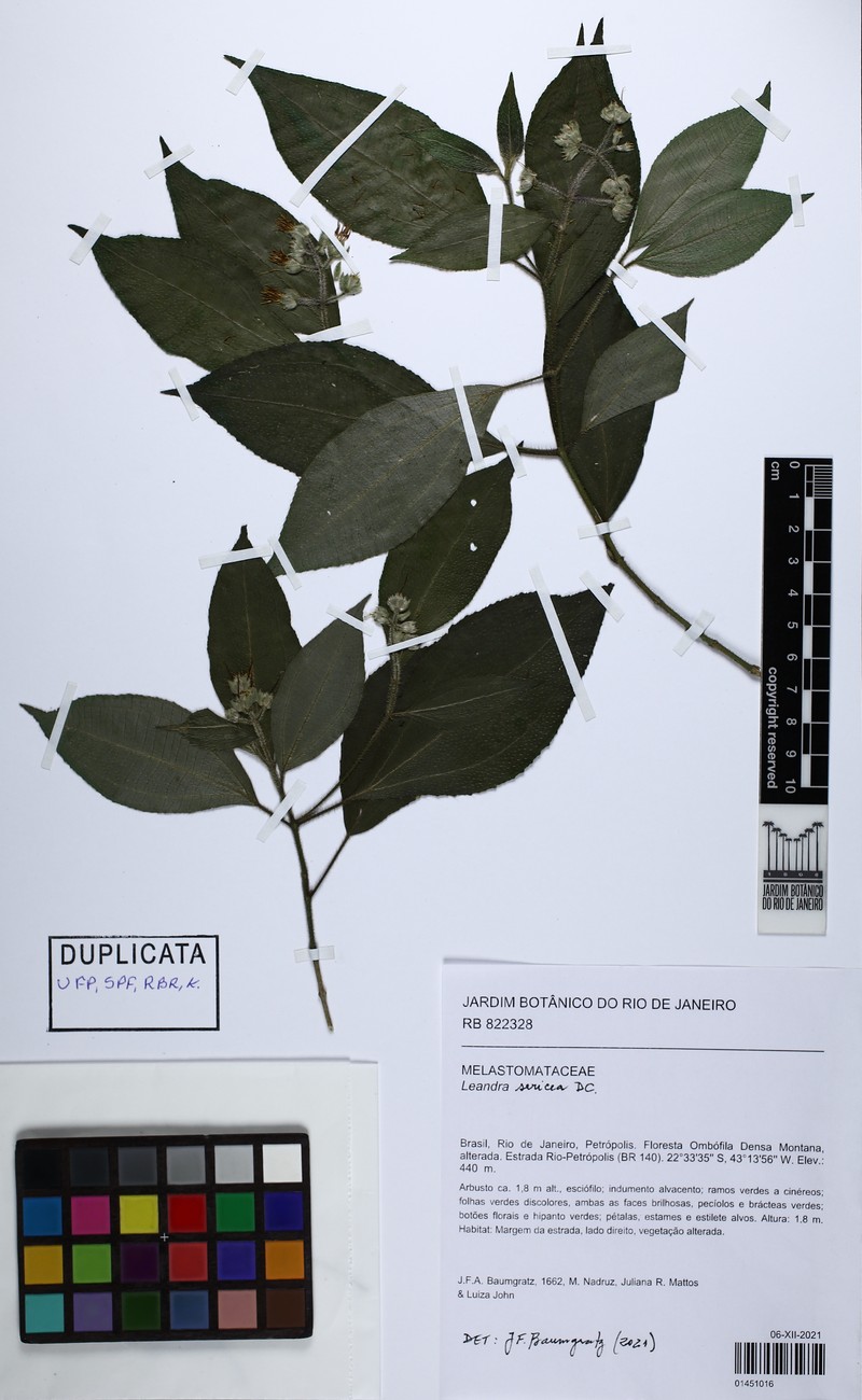 Miconia raddii