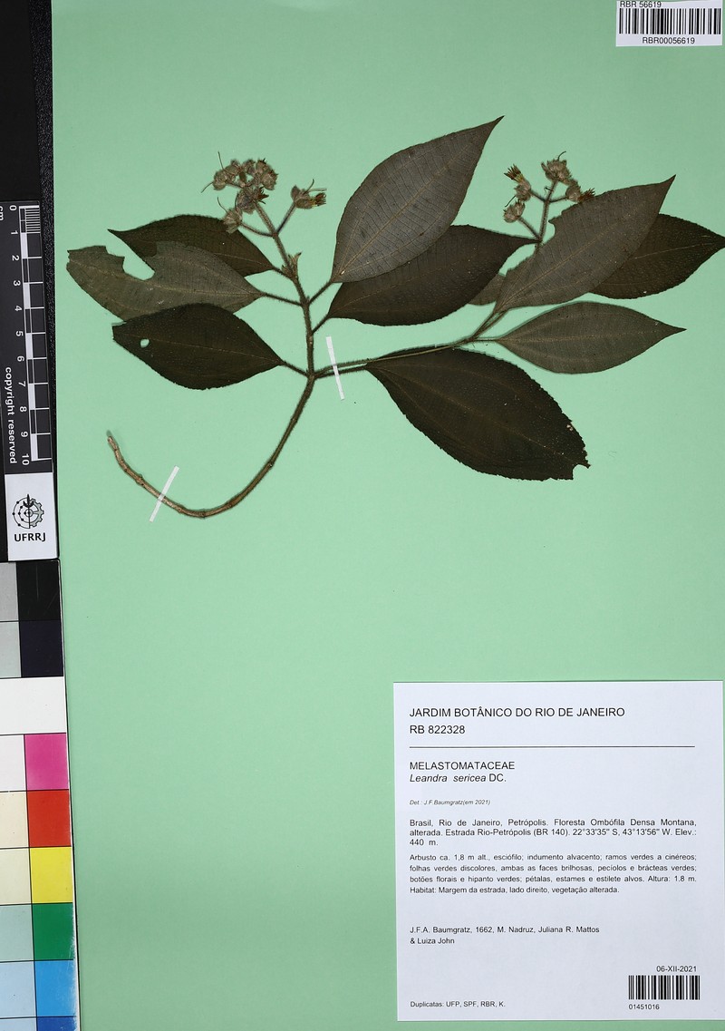 Miconia raddii photo 2