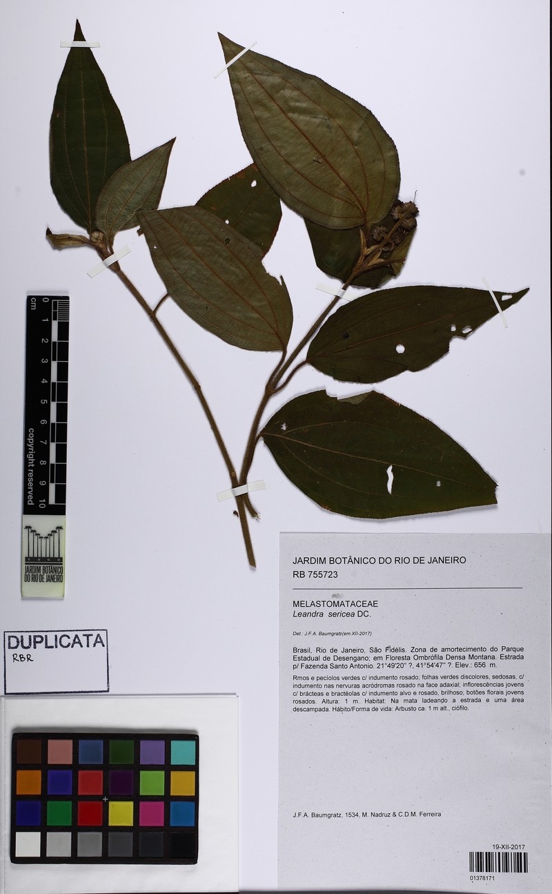 Miconia raddii photo 3