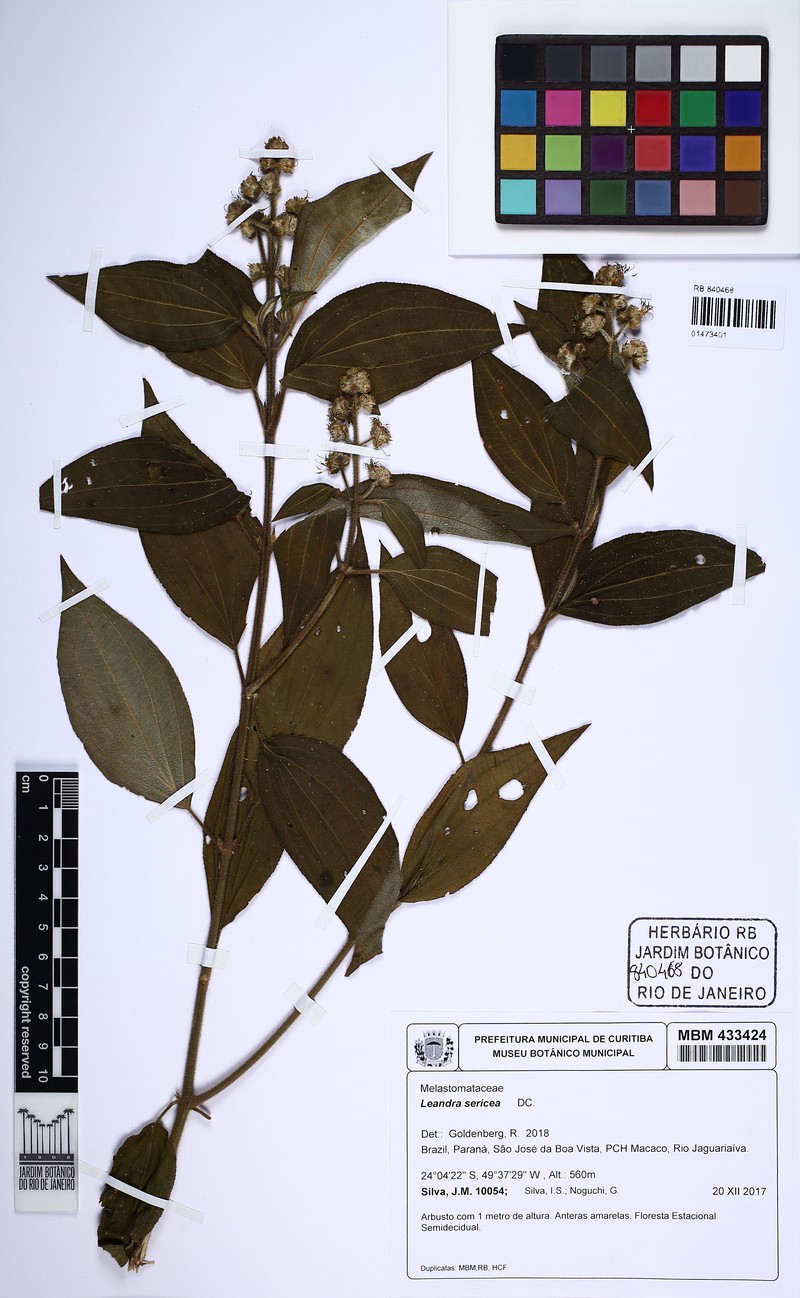 Miconia raddii photo 4