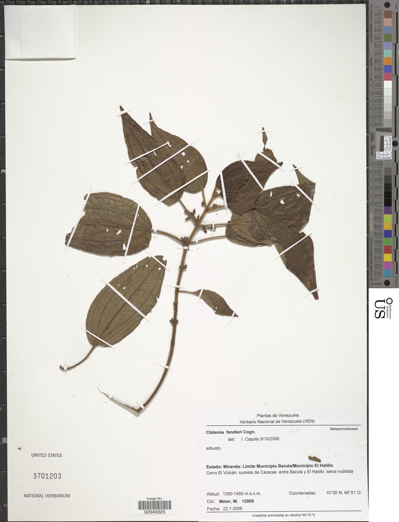 Miconia rariflora