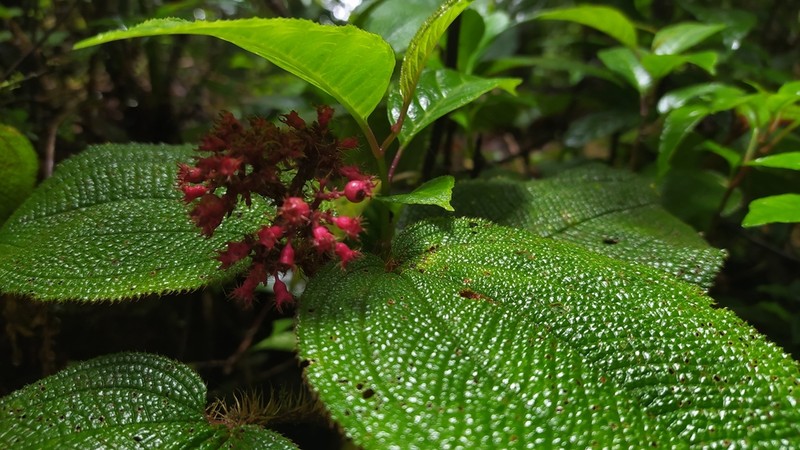 Miconia reflexa photo 3