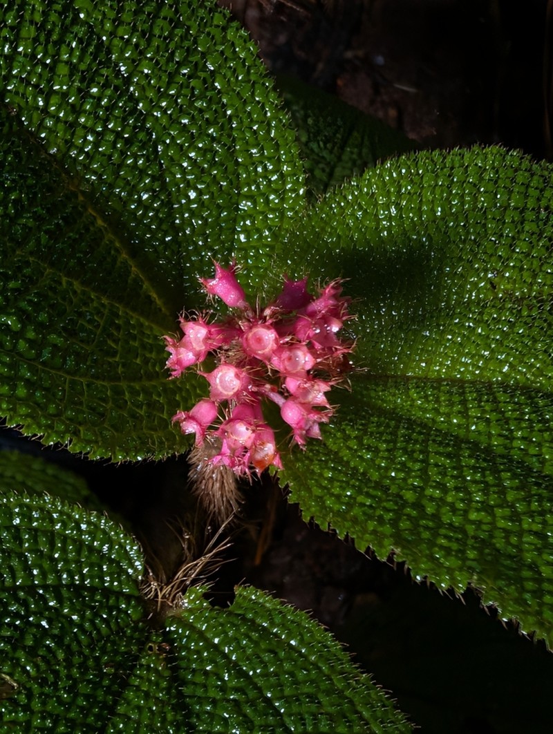 Miconia reflexa photo 4