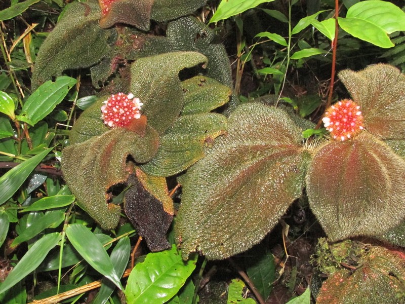 Miconia reflexa photo 5