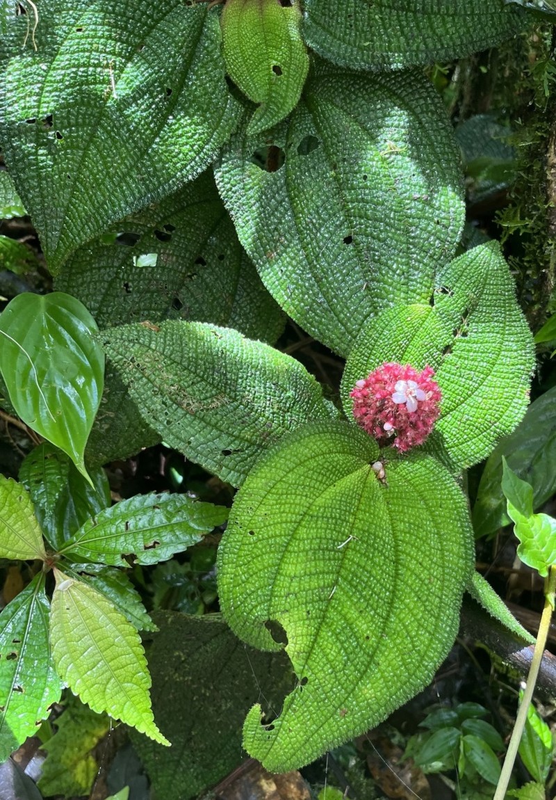 Miconia reflexa photo 6