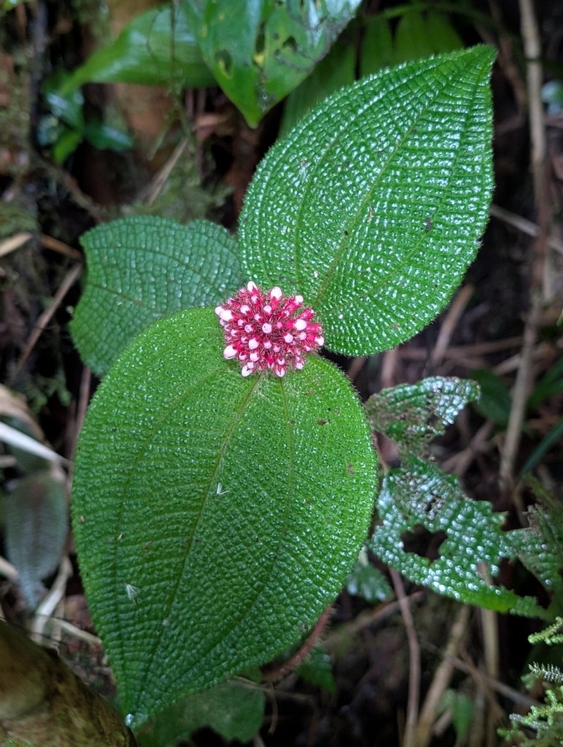 Miconia reflexa photo 7