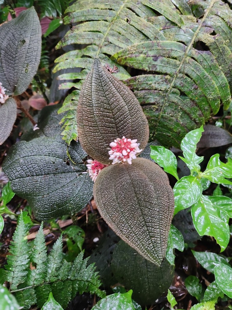 Miconia reflexa photo 8