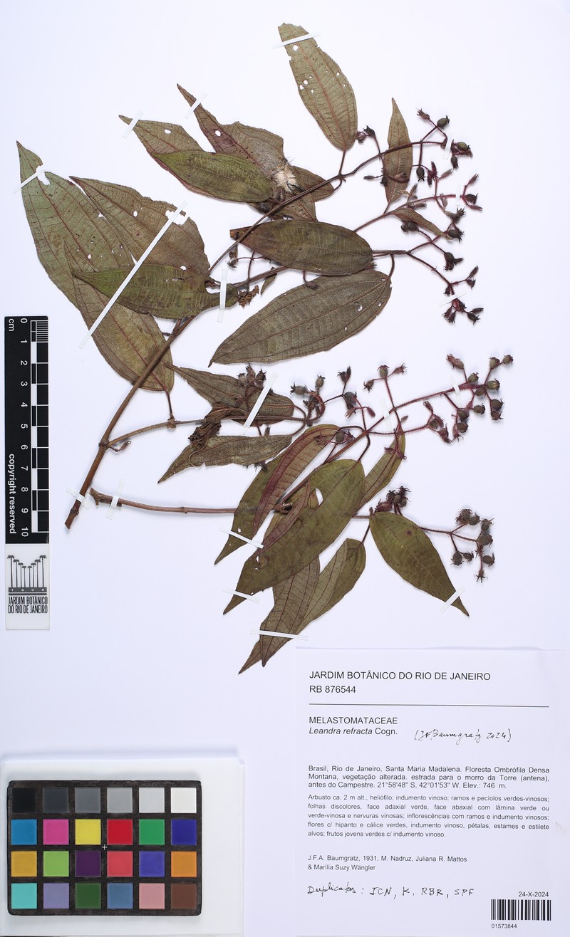 Miconia refracta