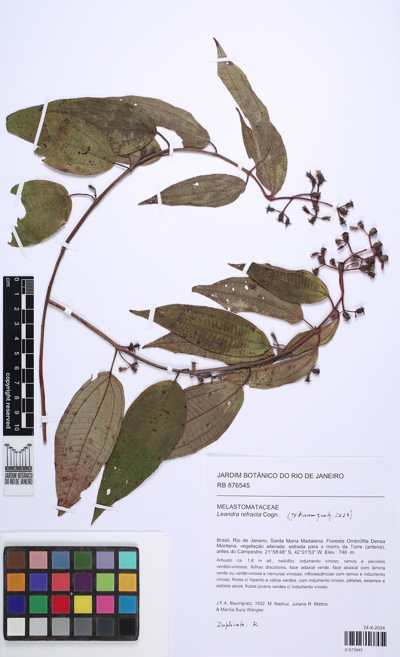 Miconia refracta photo 2