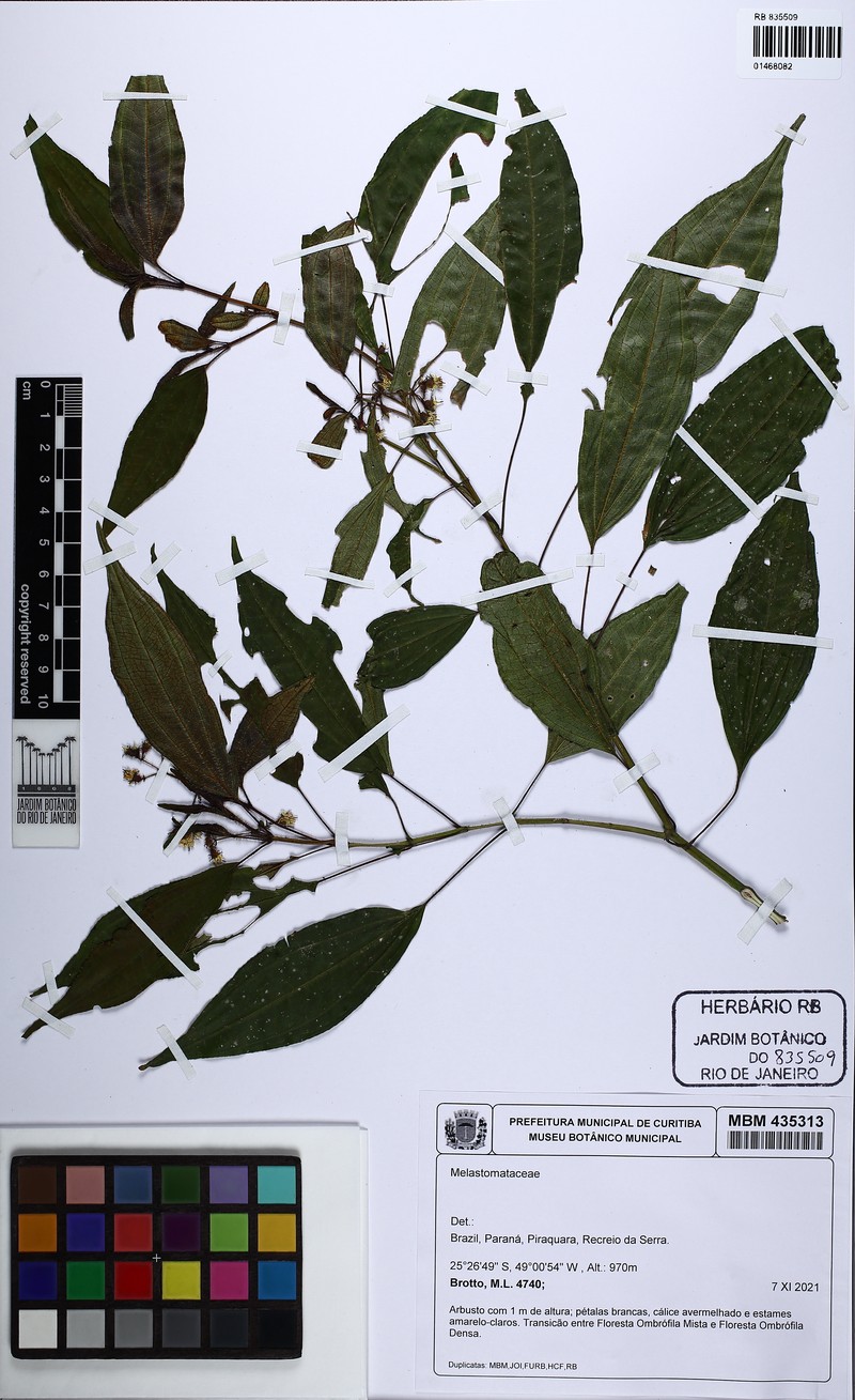 Miconia refracta photo 3