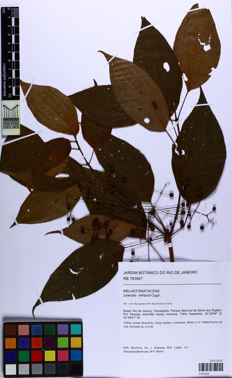 Miconia refracta photo 4