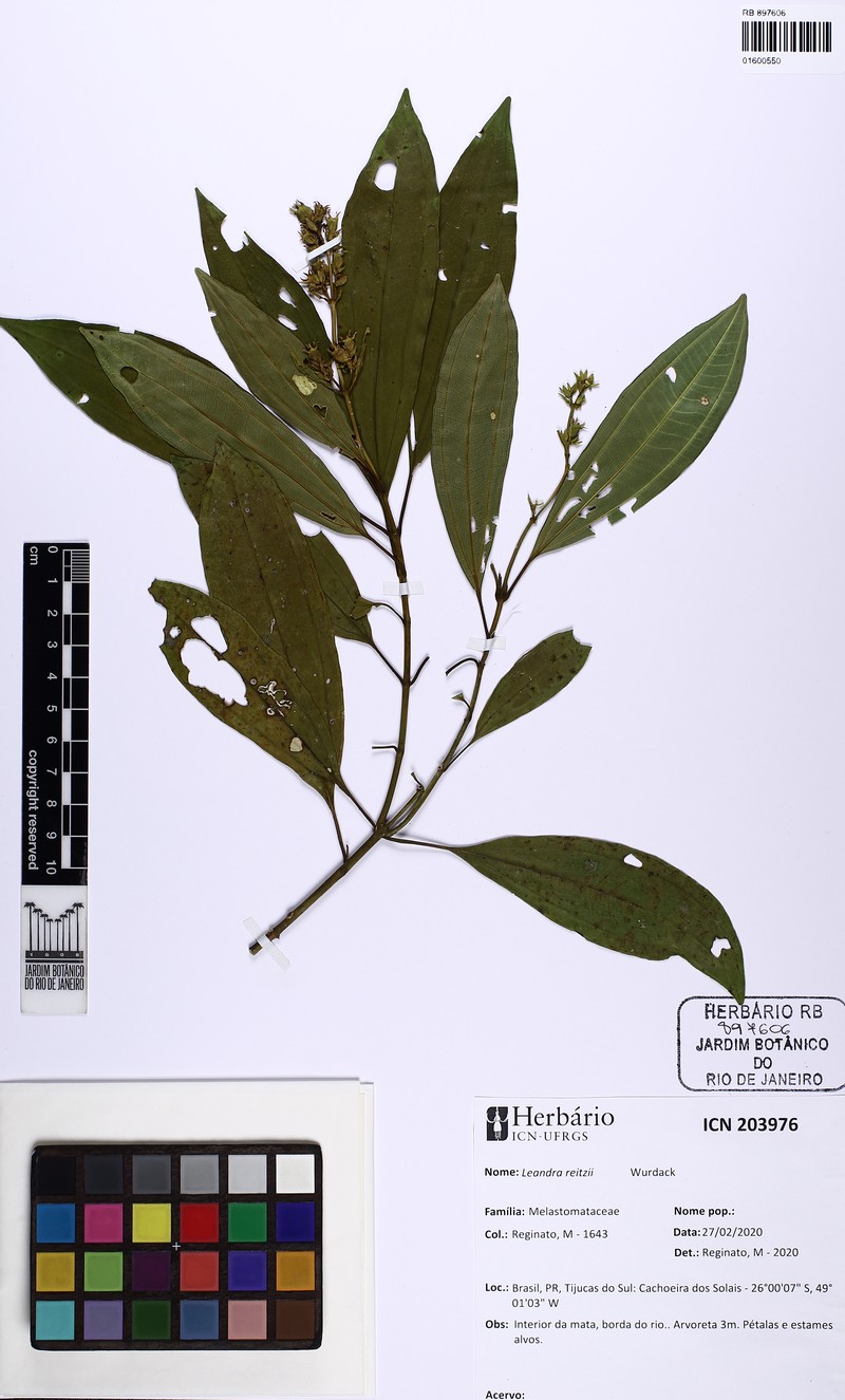 Miconia reitzii