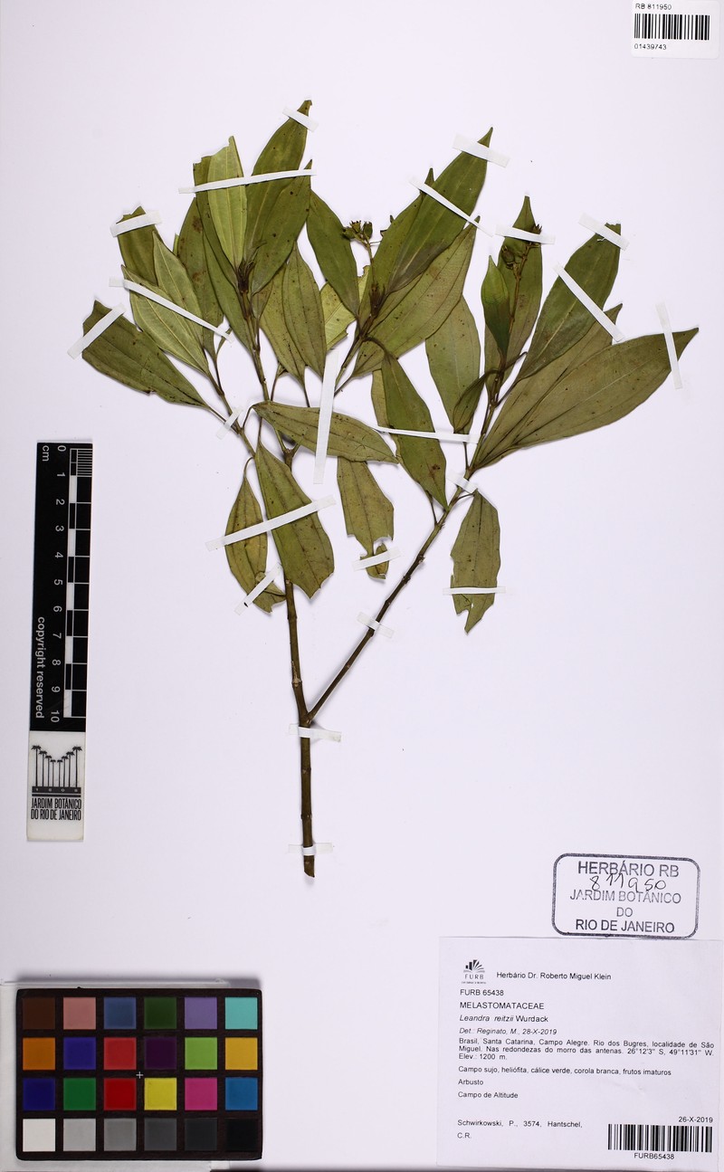Miconia reitzii photo 2