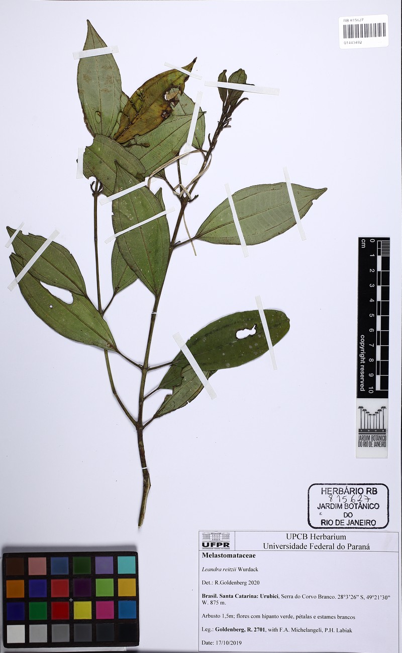 Miconia reitzii photo 3