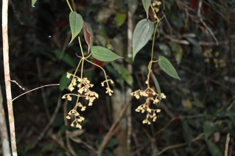 Miconia reptans photo 2
