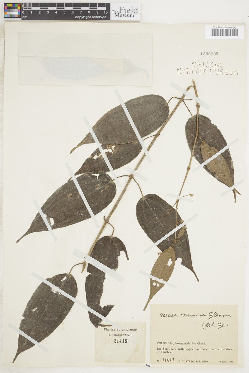 Miconia resinosa