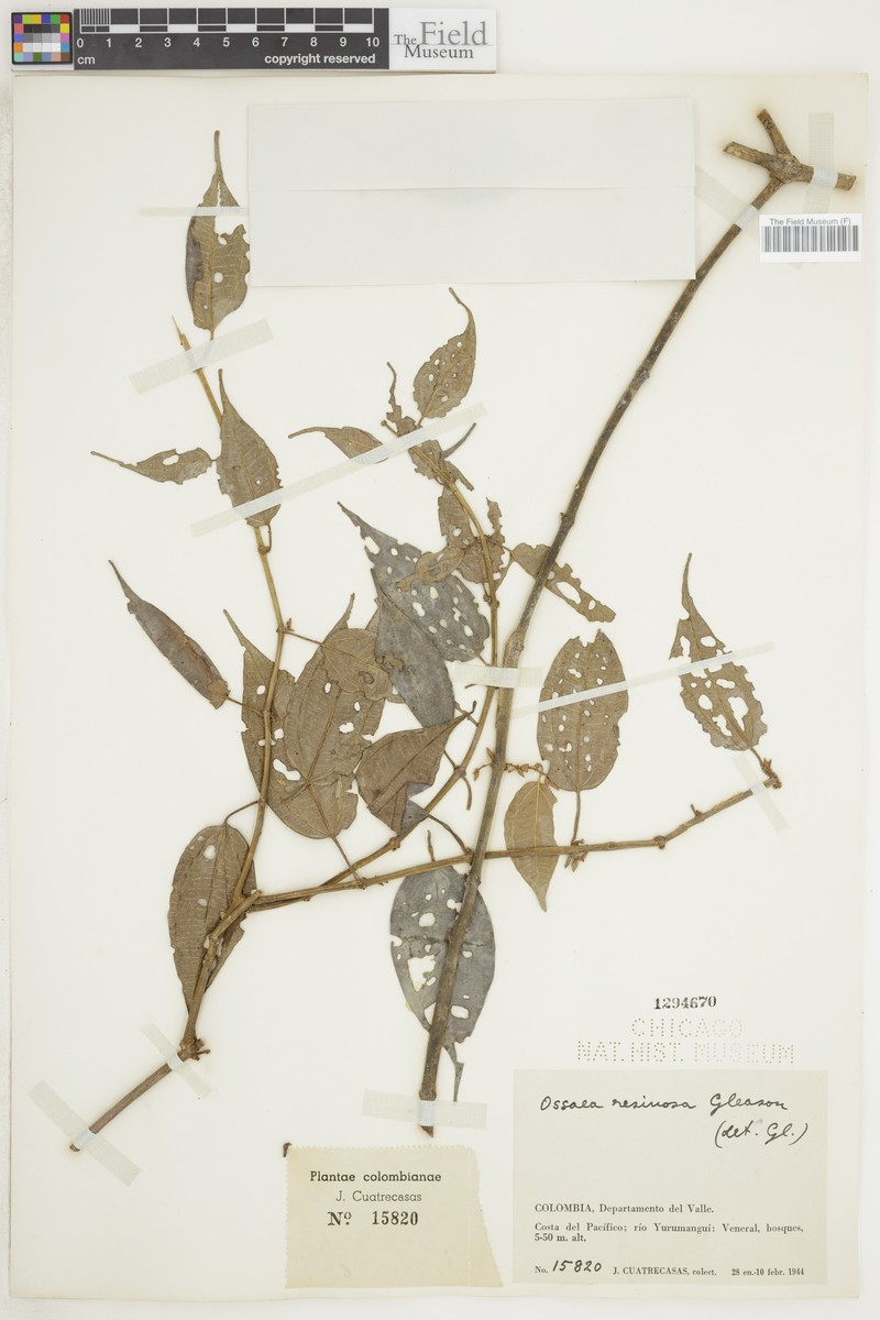 Miconia resinosa photo 2