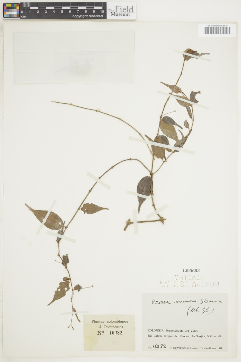Miconia resinosa photo 3
