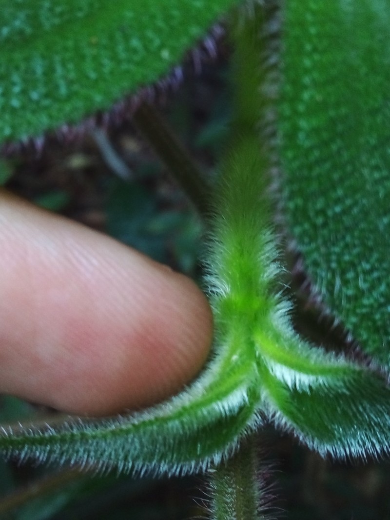 Miconia reversa