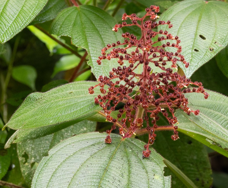 Miconia reversa photo 2