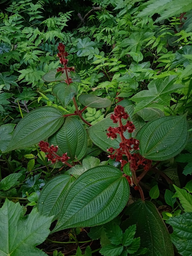 Miconia reversa photo 3