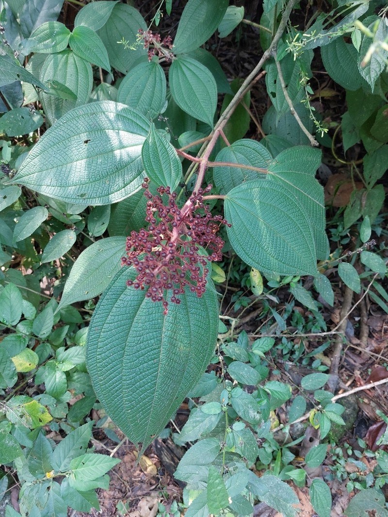 Miconia reversa photo 4