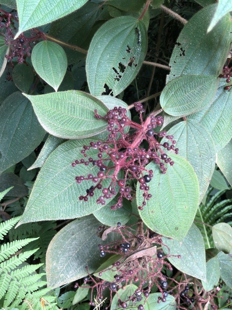 Miconia reversa photo 5