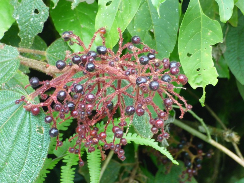 Miconia reversa photo 6