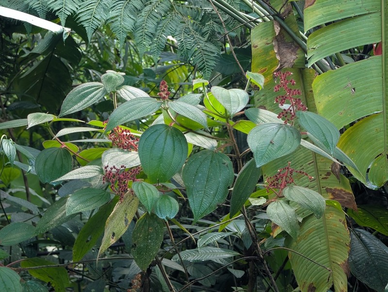 Miconia reversa photo 7