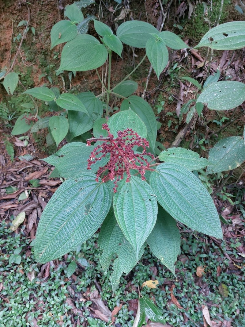 Miconia reversa photo 8