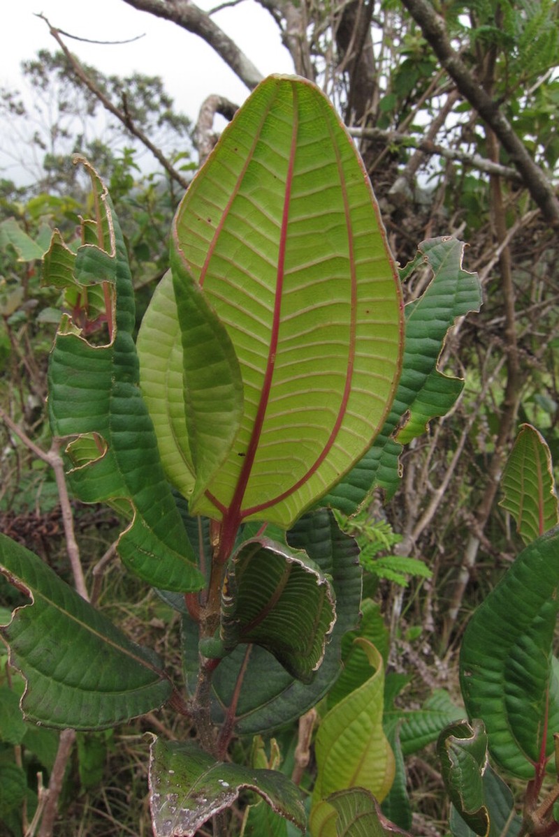 Miconia revolutifolia