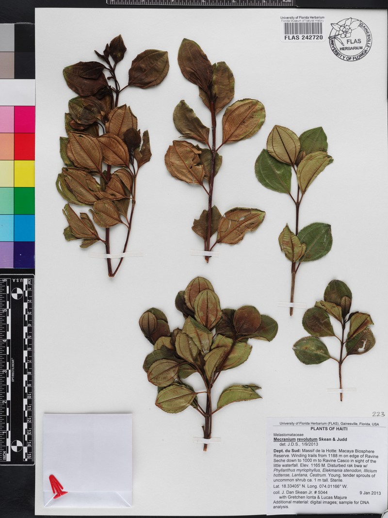 Miconia revolutifolia photo 3