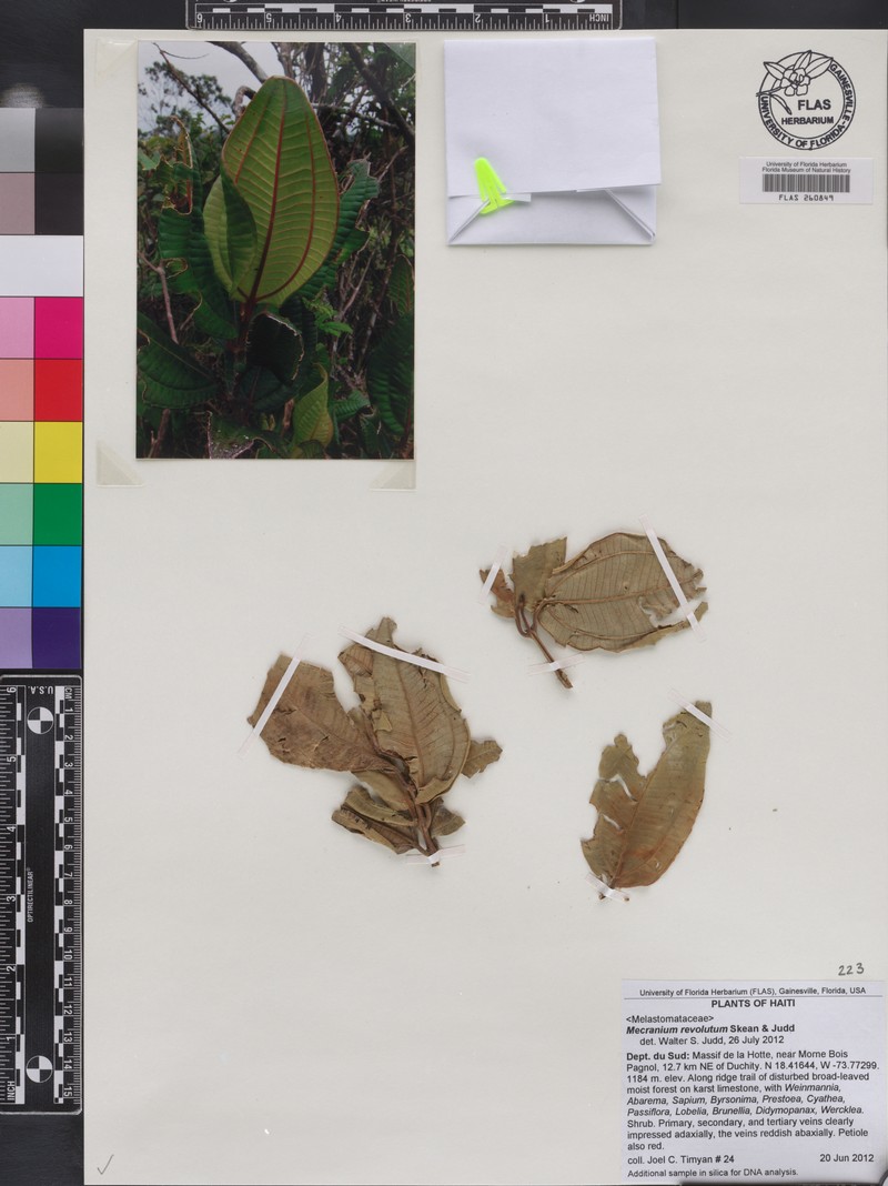 Miconia revolutifolia photo 4