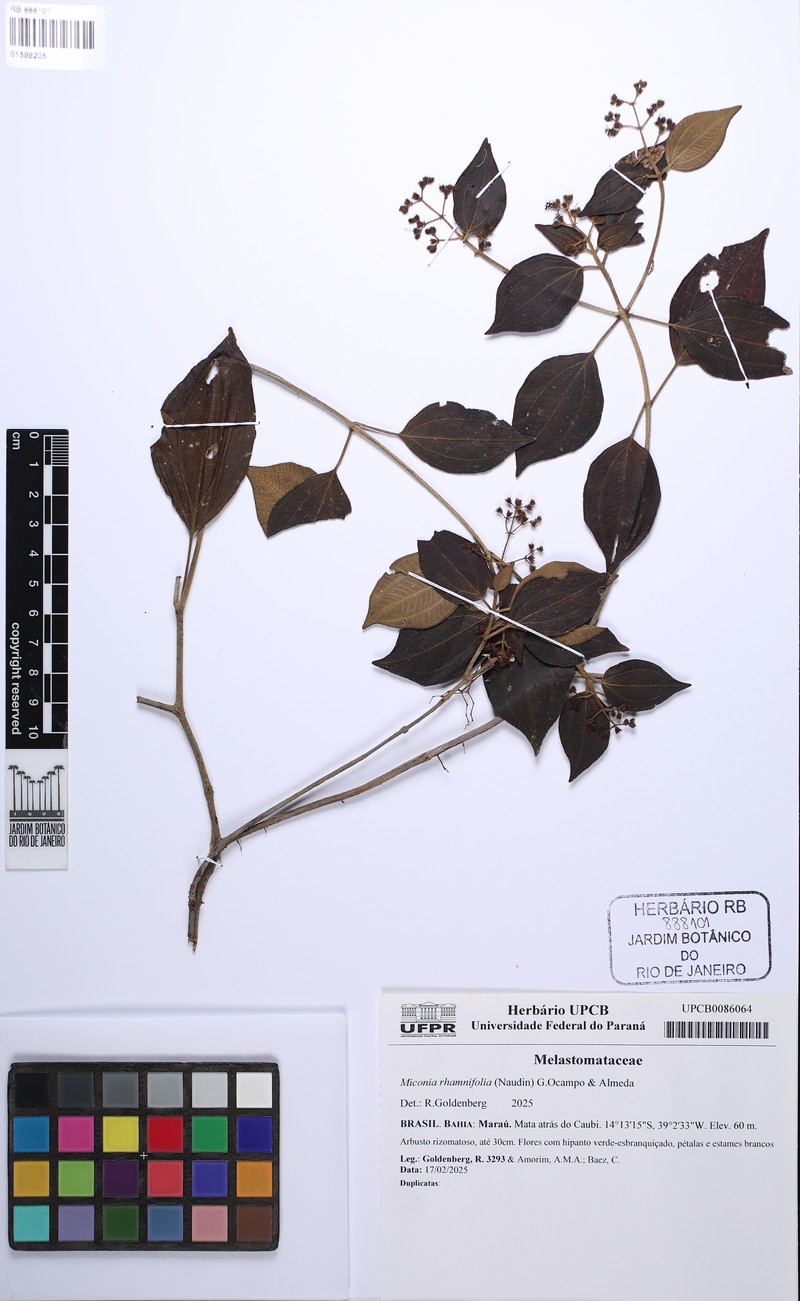 Miconia rhamnifolia