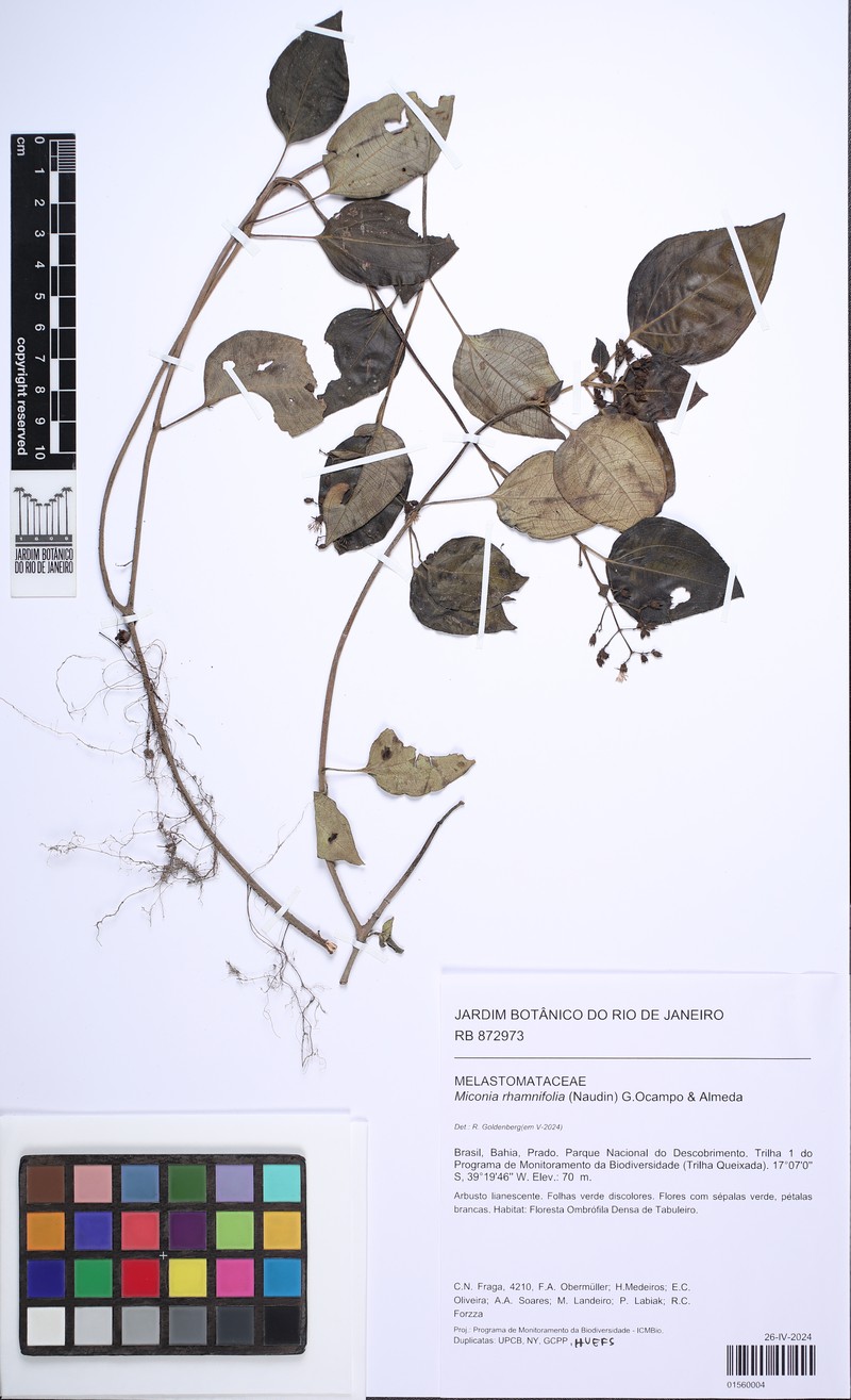 Miconia rhamnifolia photo 2