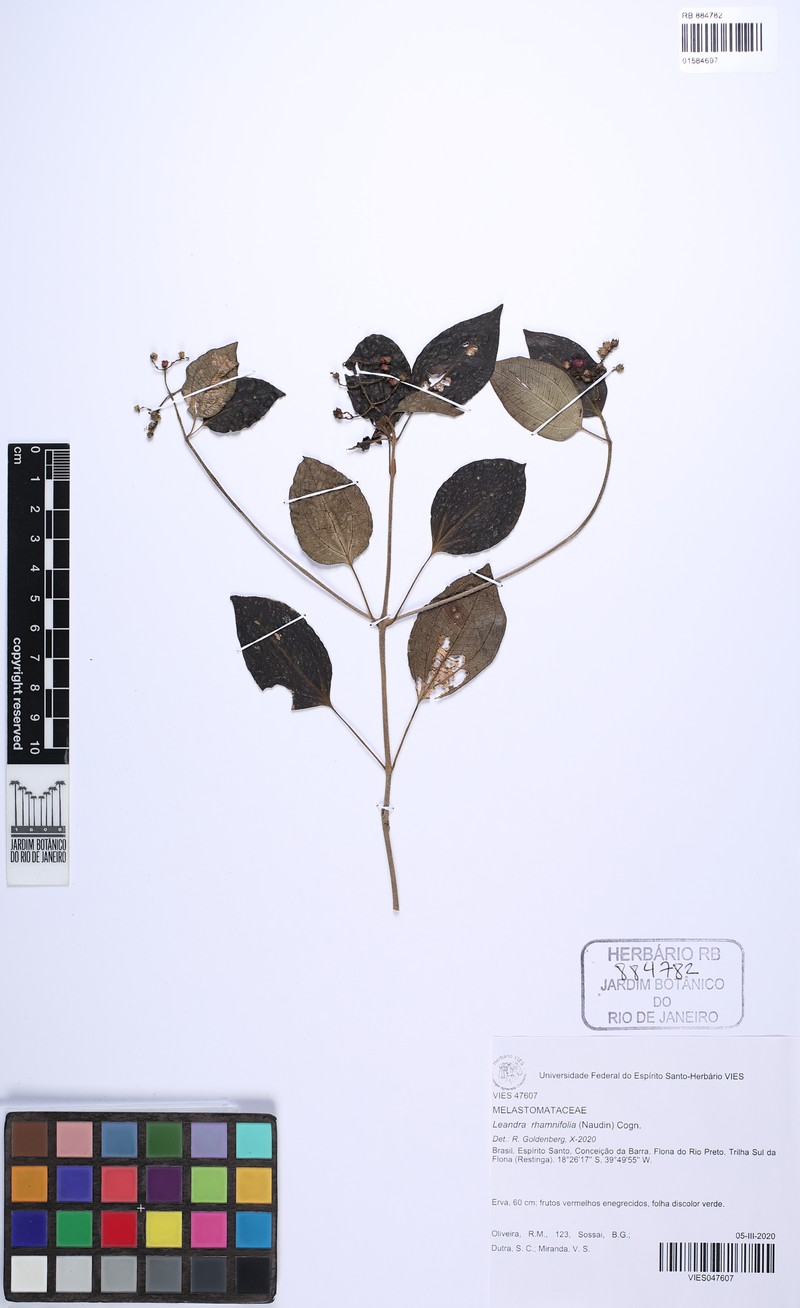 Miconia rhamnifolia photo 3