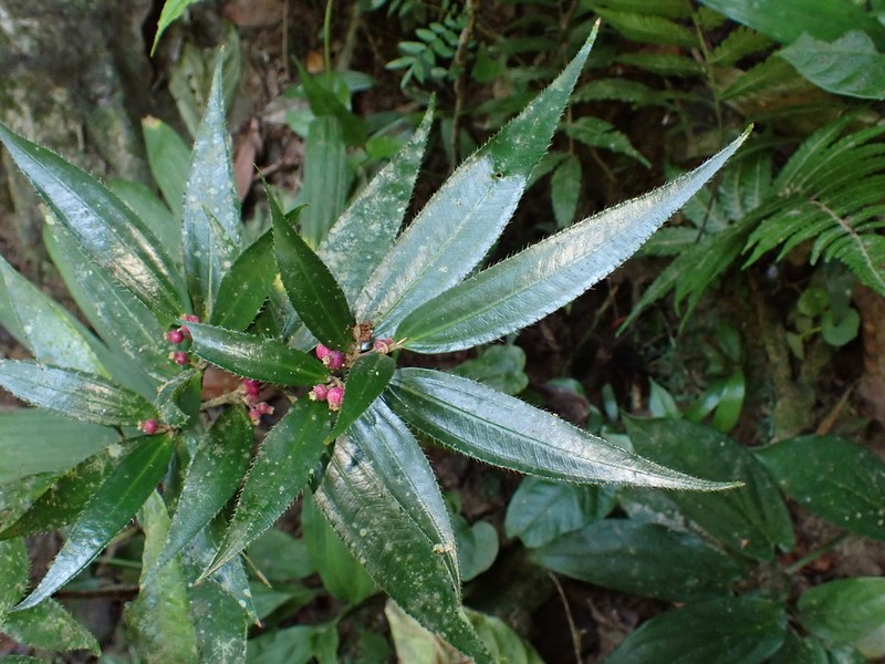 Miconia rheophytica