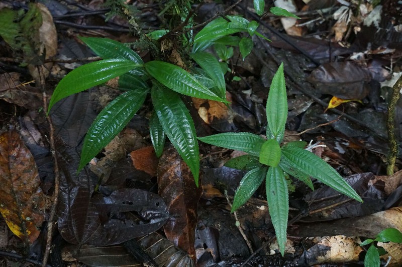 Miconia rheophytica photo 2