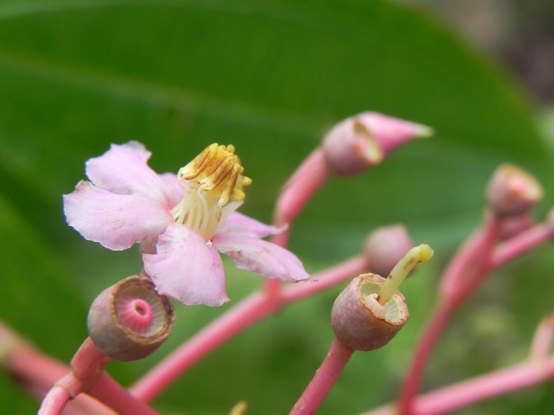 Miconia rhodopetala