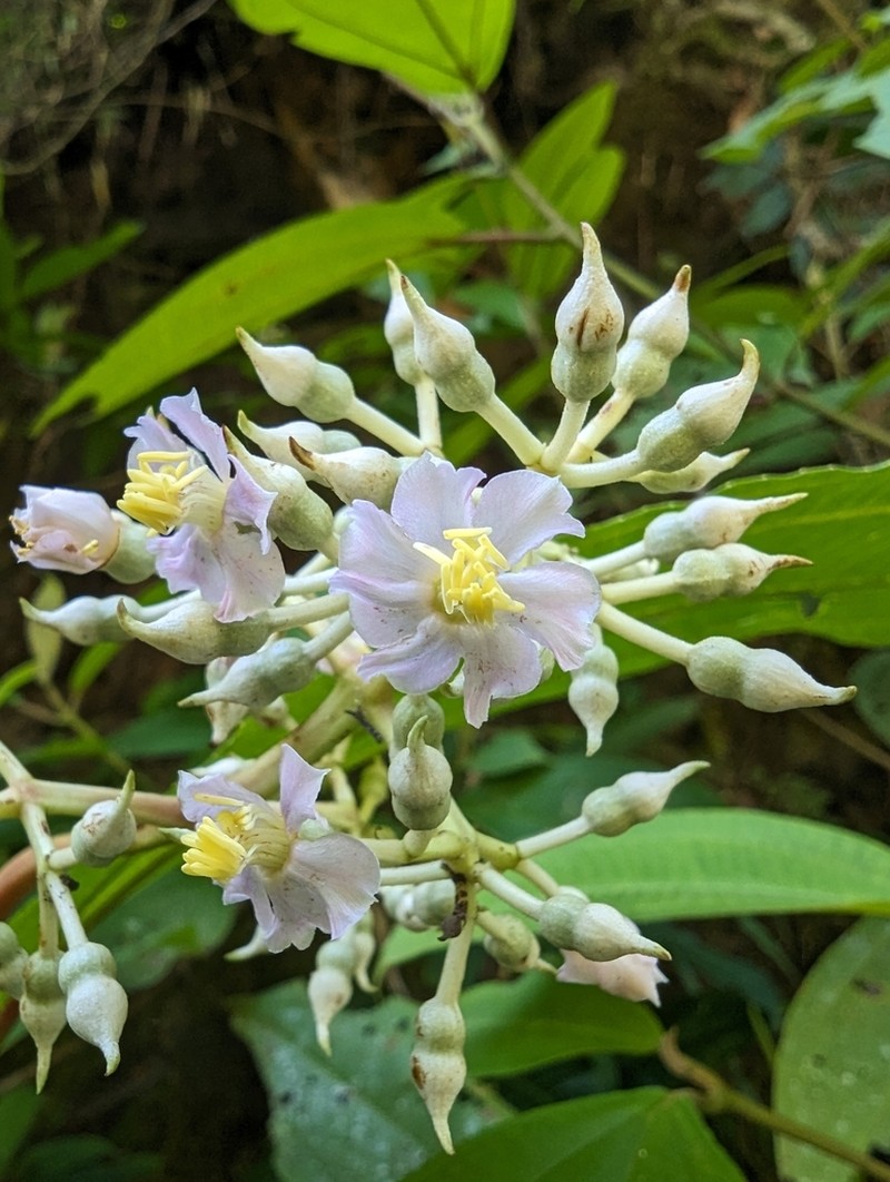 Miconia rhodopetala photo 2